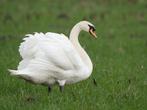 GEZOCHT ZWARTE ZWANEN EN KNOBBELZWANEN, Dieren en Toebehoren, Pluimvee, Meerdere dieren, Gans of Zwaan