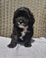 Boomer x Toypoedel  Boompoo Puppy's, Dieren en Toebehoren, Honden | Chihuahua's en Gezelschapshonden, Rabiës (hondsdolheid), Overige rassen