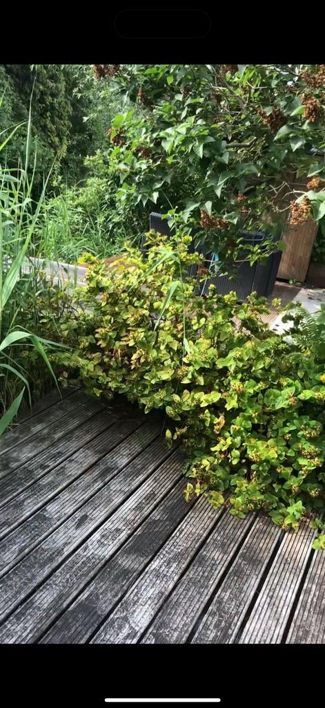 Tuinman aangeboden voor alle klusjes in de tuin, Ophalen of Verzenden