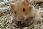 Goudhamsters ruime keus., Hamster, November, Meerdere dieren, Tam