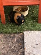 Cavia beer, Mannelijk, Cavia, Voor 1 juli 2024