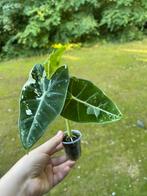 Alocasia Frydek Variegata, Ophalen of Verzenden, Overige soorten, Minder dan 100 cm