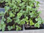 Korona en ostara aardbeienplantjes, Zomer, Vaste plant, Fruitplanten, Ophalen