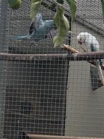 Halsband parkiet, Dieren en Toebehoren, Vogels | Parkieten en Papegaaien, Meerdere dieren, Parkiet, Geringd