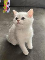 Britse korthaar kittens met stamboom, Dieren en Toebehoren, Katten en Kittens | Raskatten | Korthaar, Meerdere dieren, Met stamboom