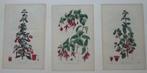 3 antieke kopergravures betreffende fuchsia's, Antiek en Kunst, Ophalen of Verzenden