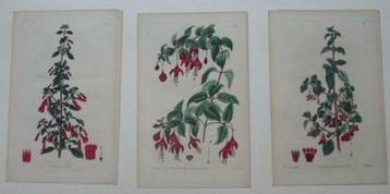 3 antieke kopergravures betreffende fuchsia's beschikbaar voor biedingen