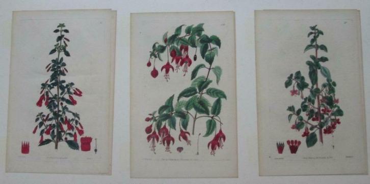 3 antieke kopergravures betreffende fuchsia's, Antiek en Kunst, Kunst | Etsen en Gravures, Ophalen of Verzenden