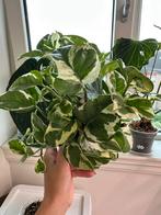 Scindapsus epipremnun N’joy, Huis en Inrichting, Kamerplanten, Ophalen, Overige soorten, Minder dan 100 cm