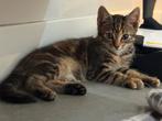 Leuke makke boerderij kitten te koop., Dieren en Toebehoren, Katten en Kittens | Overige Katten, Meerdere dieren, Kortharig, 0 tot 2 jaar