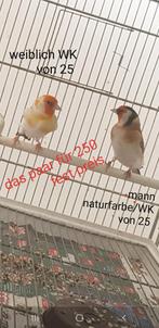 Putters Major, Dieren en Toebehoren, Vogels | Kanaries, Meerdere dieren, Bastaard