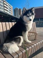 Husky, Dieren en Toebehoren, Rabiës (hondsdolheid), 1 tot 2 jaar, Eén hond, Nederland