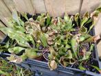 Vleesetende planten Sarracenia, Tuin en Terras, Planten | Tuinplanten, Vaste plant, Ophalen of Verzenden, Lente, Volle zon