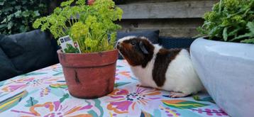 Goudagouti rood wit us-teddy cavia beer beschikbaar voor biedingen