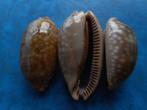Schelpen: Cypraea zebra L. f+/f++ 70-85mm, Verzamelen, Mineralen en Fossielen, Verzenden, Schelp(en)