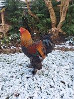 Prachtige jonge Brahma haan, Dieren en Toebehoren, Mannelijk, Kip