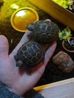 2 Russische vierteen schildpaddden, Dieren en Toebehoren, Reptielen en Amfibieën, 0 tot 2 jaar, Tam, Schildpad