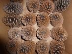 1 x 20 super mooie grote donkere DENNENAPPELS 15 cm ( T ), Ophalen of Verzenden, Nieuw