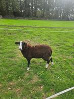 Te koop Zwartbles Ram, Dieren en Toebehoren, Mannelijk, Schaap, 0 tot 2 jaar