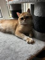 Britse korthaar poes met stamboom 1 jaar, Dieren en Toebehoren, Katten en Kittens | Raskatten | Korthaar, Poes, Gechipt, 0 tot 2 jaar