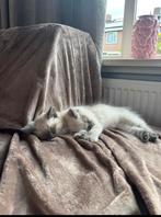 Radoll katers, Dieren en Toebehoren, Kater, 0 tot 2 jaar