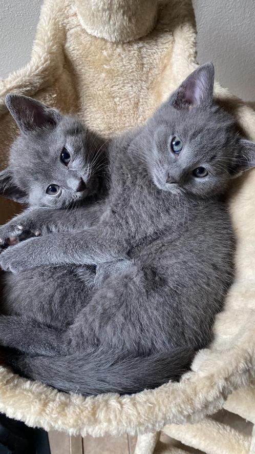 Blauwe Rus X Boskat, Dieren en Toebehoren, Katten en Kittens | Raskatten | Korthaar, Meerdere dieren