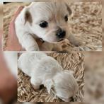 Chihauhau puppy s langharig, Dieren en Toebehoren, Honden | Chihuahua's en Gezelschapshonden, 8 tot 15 weken, Teef, Meerdere, Chihuahua