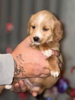 Maltipoo pups, Dieren en Toebehoren, Poedel, Rabiës (hondsdolheid), 8 tot 15 weken, Teef