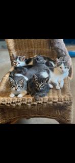 Zeer mooie lieve aanhankelijke kittens, Dieren en Toebehoren, Katten en Kittens | Overige Katten, Meerdere dieren, Kortharig, 0 tot 2 jaar