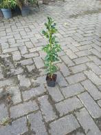Ilex aquifolium - Hulst in pot, Bloeit niet, Overige soorten, Minder dan 100 cm, Ophalen