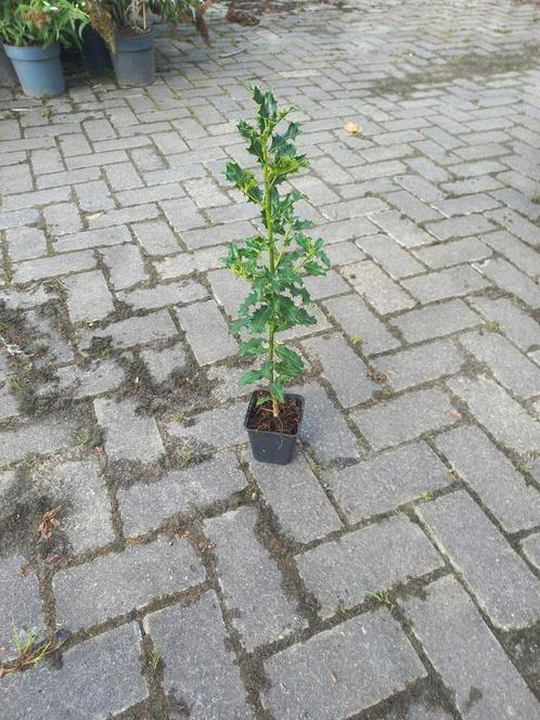 Ilex aquifolium - Hulst in pot, Tuin en Terras, Planten | Bomen, Overige soorten, Minder dan 100 cm, Bloeit niet, In pot, Ophalen