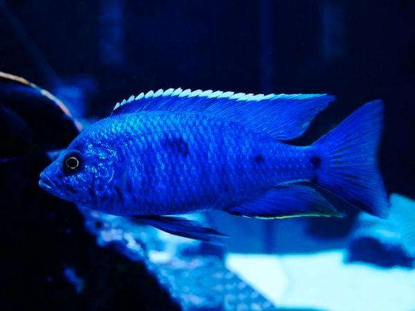 Copadichromis Azureus Malawi Cichliden, Dieren en Toebehoren, Vissen | Aquariumvissen, Zoetwatervis, Vis