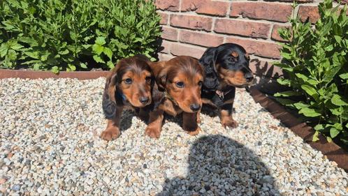 Prachtige standaard langhaar pups met stamboom rood blacktan, Dieren en Toebehoren, Honden | Teckels en Dashonden, Meerdere dieren