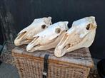 3 paarden schedels, Verzamelen, Dierenverzamelingen, Ophalen of Verzenden, Zo goed als nieuw, Paard, Schedel