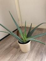 Aloe Verac, Ophalen, Halfschaduw, Minder dan 100 cm