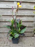 Canna Cleopatra, Tuin en Terras, Planten | Tuinplanten, Ophalen, Overige soorten, Volle zon