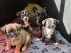 Pomchi  pup, mogen direct mee, Dieren en Toebehoren, Honden | Chihuahua's en Gezelschapshonden, Overige rassen, CDV (hondenziekte)