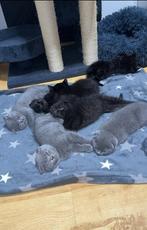scottish fold kitten, Dieren en Toebehoren, Meerdere dieren