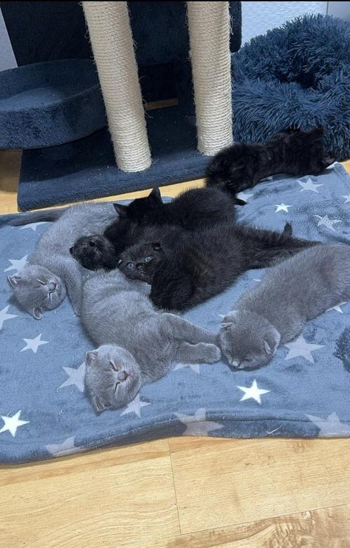 scottish fold kitten, Dieren en Toebehoren, Katten en Kittens | Raskatten | Korthaar, Meerdere dieren