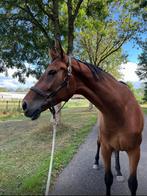 5 jarige merrie (Millennium/Easy Game / Giulianza/ Voice, Dieren en Toebehoren, Paarden, Merrie