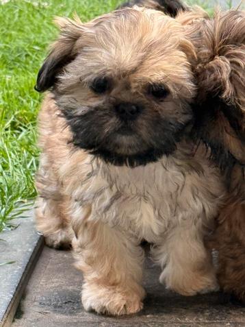 Lhasa apso pups teefjes beschikbaar voor biedingen