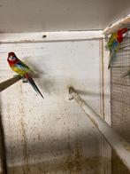 Rosella witvleugel, Meerdere dieren, Parkiet, Geringd