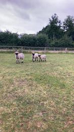 walliser schwarznase, Dieren en Toebehoren, Schapen, Geiten en Varkens, Vrouwelijk, Schaap