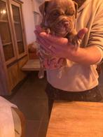 American bully pocket / exotic pups zoeken gouden mandje ️️️, Dieren en Toebehoren, Honden | Bulldogs, Pinschers en Molossers