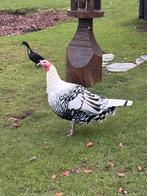 Mooie kalkoen hen te koop, Dieren en Toebehoren, Pluimvee, Vrouwelijk, Kalkoen