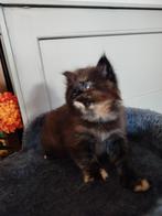 Maine coon kittens, Dieren en Toebehoren, Meerdere dieren, Gechipt