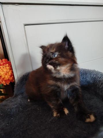 Maine coon kittens beschikbaar voor biedingen
