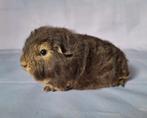 Twee jonge Ch teddy zeugjes - choco otter / choco tan, Cavia, Juli, Vrouwelijk, Tam