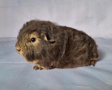 Twee jonge Ch teddy zeugjes - choco otter / choco tan beschikbaar voor biedingen