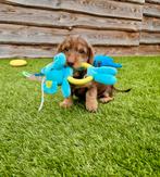 Ruwhaar dwerg teckel pups, Dieren en Toebehoren, Nederland, CDV (hondenziekte), 8 tot 15 weken, Teef